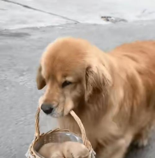 金毛狗狗交配的时间和注意事项（了解金毛狗狗交配的最佳时间和相关注意事项）(图2)