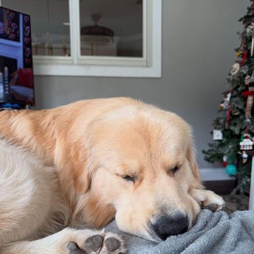 金毛狗狗交配的时间和注意事项（了解金毛狗狗交配的最佳时间和相关注意事项）(图4)