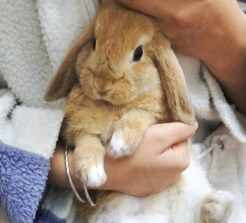 垂耳兔的成长周期研究（以垂耳兔多久能长大为主题的生物学调查）(图2)