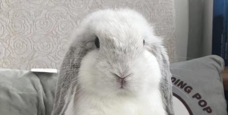 垂耳兔的成长周期研究（以垂耳兔多久能长大为主题的生物学调查）(图1)