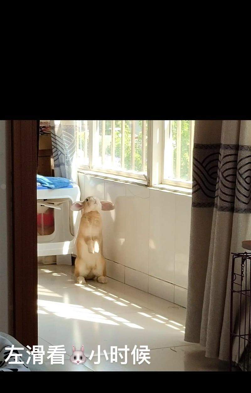 垂耳兔的成长周期研究（以垂耳兔多久能长大为主题的生物学调查）(图4)