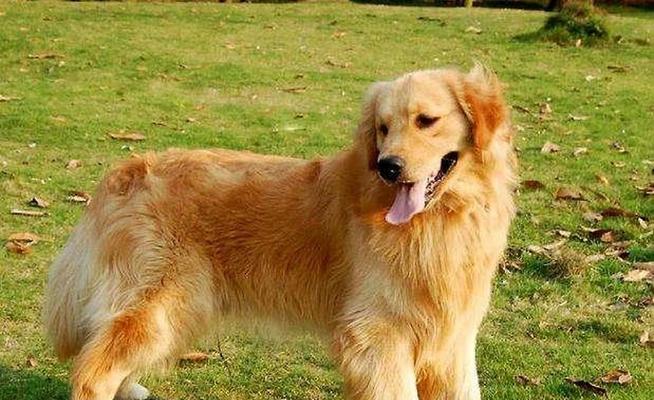 纯种金毛的特征及饲养要点（探寻纯种金毛的迷人特征和养护技巧）(图1)