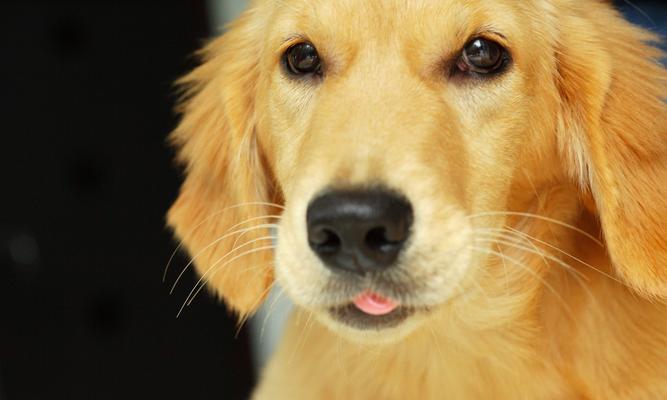 纯种金毛的特征及饲养要点（探寻纯种金毛的迷人特征和养护技巧）(图4)