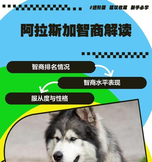 正确喂养阿拉斯加方法技巧｜健康饮食全攻略