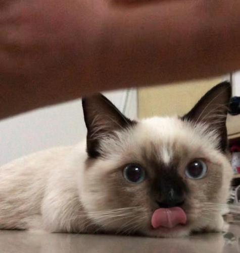 暹罗猫呕吐食物的原因及处理方法（探究暹罗猫呕吐食物的可能原因，以及应对方法）(图1)