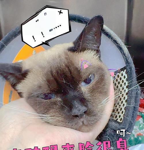 暹罗猫呕吐食物的原因及处理方法（探究暹罗猫呕吐食物的可能原因，以及应对方法）(图2)