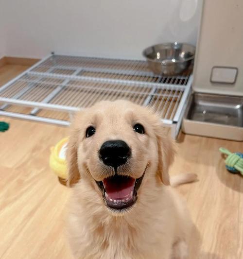 家狗狗眼屎增多，主人要及时排查原因（宠物眼屎增多可能有多种原因，仔细观察狗狗眼部情况）(图3)