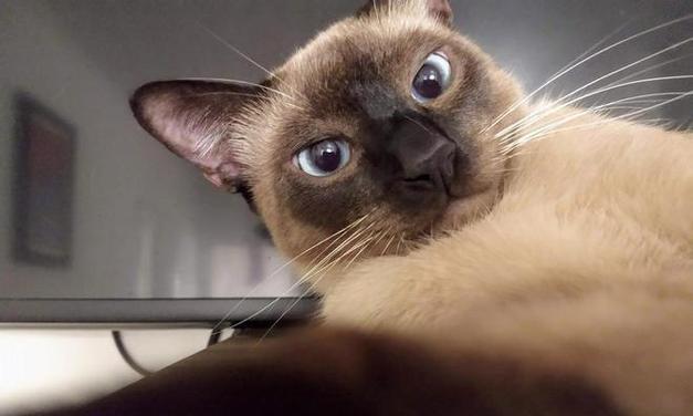 暹罗猫呕吐食物的原因及处理方法（探究暹罗猫呕吐食物的可能原因，以及应对方法）(图3)