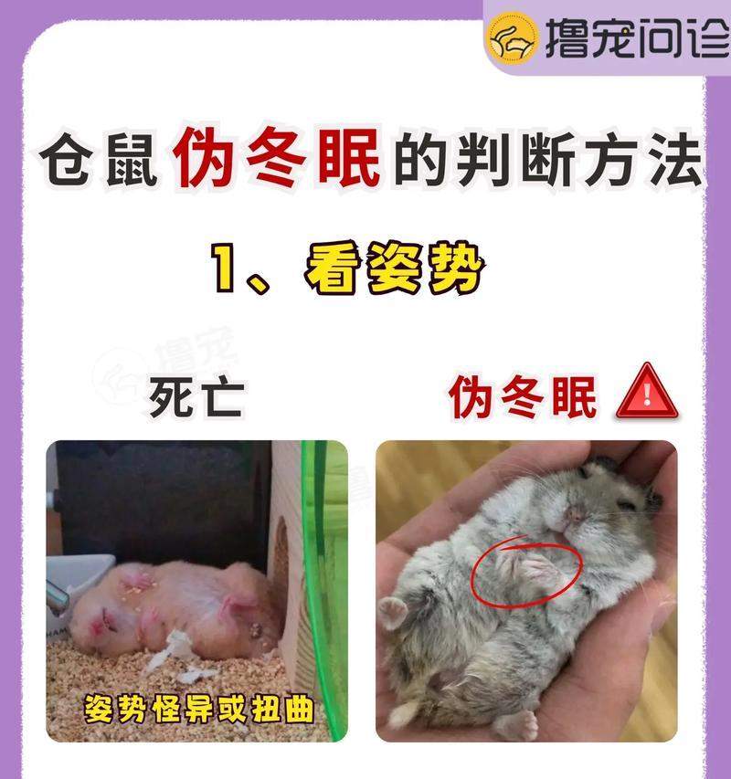 仓鼠长毛的周期及影响因素（探索仓鼠长毛周期的奥秘与保持健康毛发的技巧）(图1)