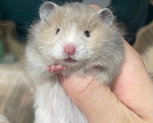 仓鼠长毛的周期及影响因素（探索仓鼠长毛周期的奥秘与保持健康毛发的技巧）(图2)