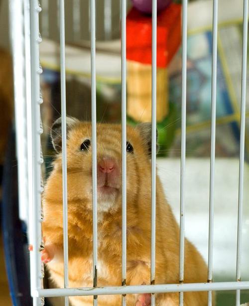 仓鼠长毛的周期及影响因素（探索仓鼠长毛周期的奥秘与保持健康毛发的技巧）(图3)