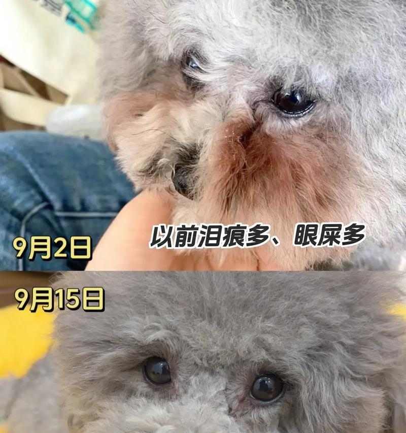 家狗狗眼屎增多，主人要及时排查原因（宠物眼屎增多可能有多种原因，仔细观察狗狗眼部情况）(图2)