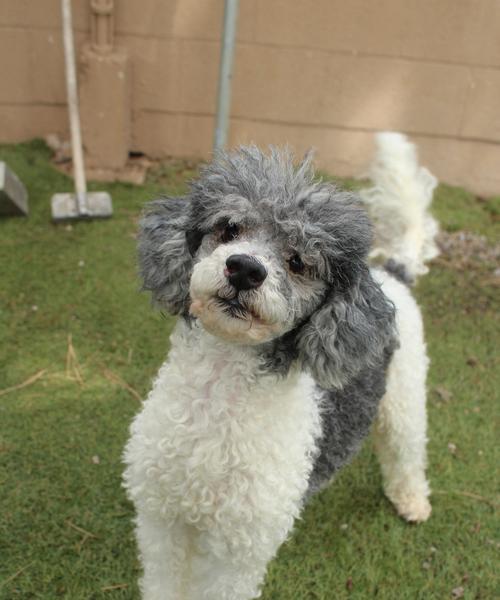 贵宾狗的眼睛睁眼时间及发育特点（贵宾狗的眼睛睁眼时间和关键发育阶段）(图3)