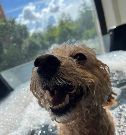 贵宾狗的眼睛睁眼时间及发育特点（贵宾狗的眼睛睁眼时间和关键发育阶段）(图2)