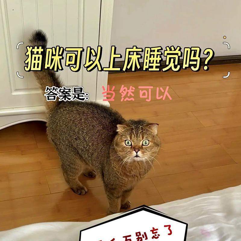 如何训练猫咪不上床（有效方法和关键技巧教你让猫咪不再在床上乱蹦）(图3)