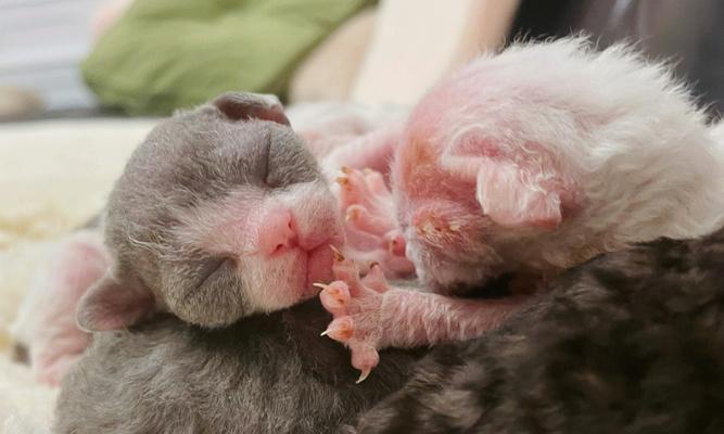 了解以德文卷毛猫的生育周期（探索以德文卷毛猫的繁殖特点和时间）(图1)