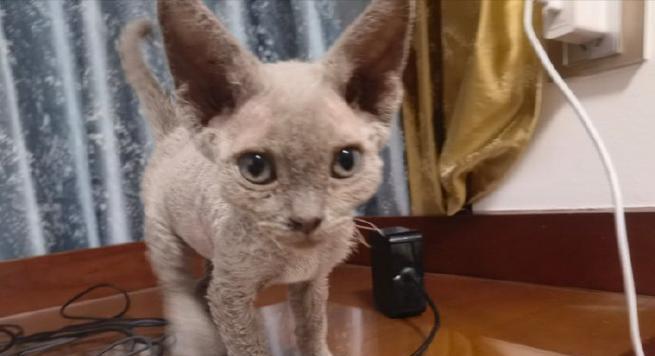 了解以德文卷毛猫的生育周期（探索以德文卷毛猫的繁殖特点和时间）(图2)