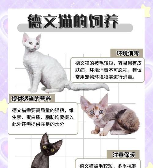 了解以德文卷毛猫的生育周期（探索以德文卷毛猫的繁殖特点和时间）(图3)