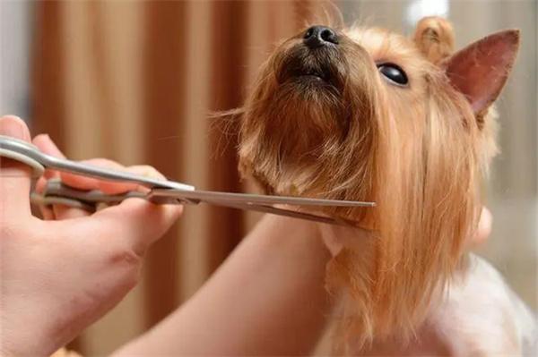 夏天给狗狗剃毛会有哪些影响？(图1)