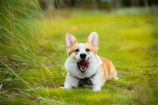 夏天给狗狗剃毛会有哪些影响？(图3)