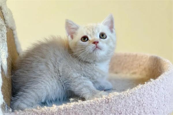 猫咪为什么那么讨厌橘子的味道？(图3)