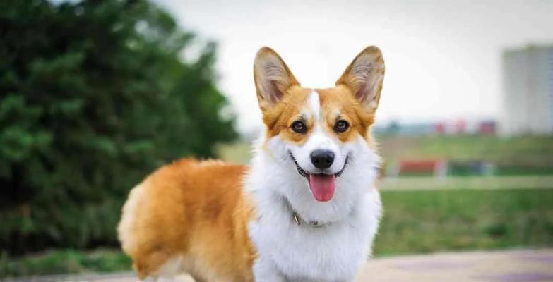 柯基犬的特点与魅力（了解柯基犬的外貌、性格和适应能力）(图1)