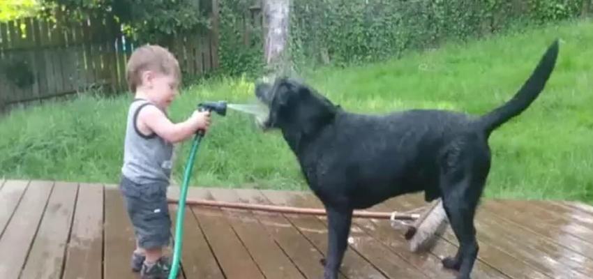 狗狗每天的饮水量和禁忌（狗狗的水分需求和不能喝的水）(图2)