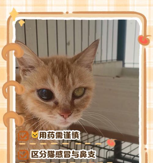 猫感冒治疗与预防方法（流鼻涕打喷嚏的猫如何有效治疗？合适的药物与护理方法来解决！）(图4)