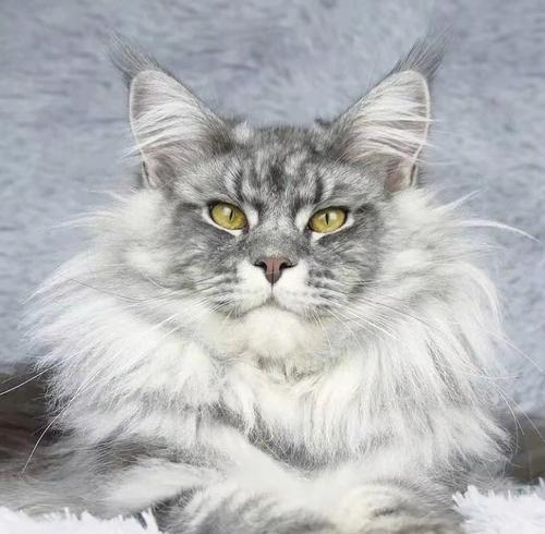 缅因猫的成年期及其特点（探究缅因猫从幼猫到成年猫的发育过程及其特征）(图3)