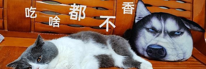 家里来人，猫咪不吃饭了怎么办？（如何处理猫咪因家中来人而拒食的问题）(图1)