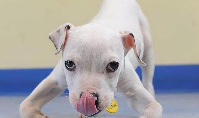 产后狗狗缺钙的症状与预防（宠物健康养护，关注狗狗产后缺钙）(图2)