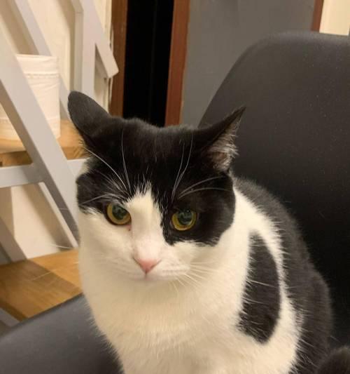 猫咪进新家需要适应多久？（探索适应新环境所需的时间和方法）(图2)