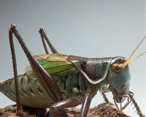 蝈蝈宠物的寿命及如何延长其寿命（了解蝈蝈宠物的寿命、提供适宜的环境和饮食来延长其寿命）(图3)