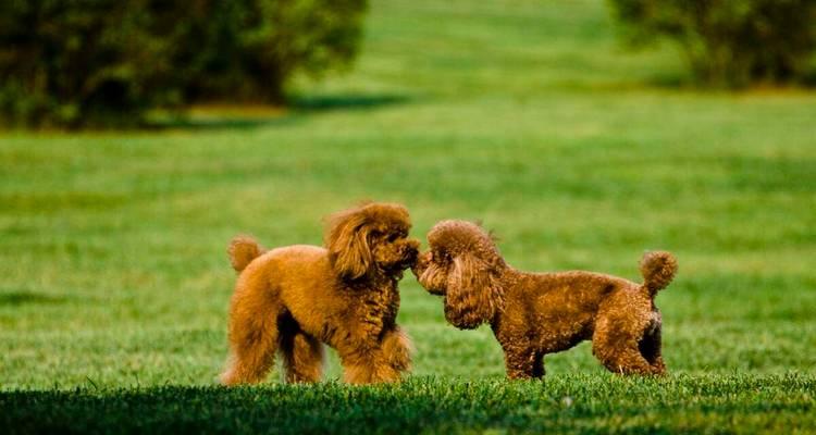 如何训练泰迪小狗成为乖巧听话的宠物（培养泰迪小狗良好行为习惯的训练方法和技巧）(图2)