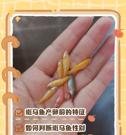 斑马鱼的繁殖方法(从准备到孵化,轻松繁殖斑马鱼)(图2) 斑马鱼的繁殖方法(从准备到孵化,轻松繁殖斑马鱼)(图2)