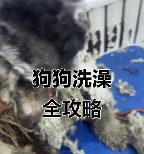 如何训练泰迪小狗成为乖巧听话的宠物（培养泰迪小狗良好行为习惯的训练方法和技巧）(图3)