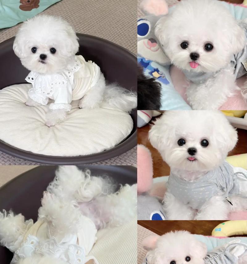 羊水破裂后多久能生？（探讨比熊羊水破裂后的分娩时间）(图3)