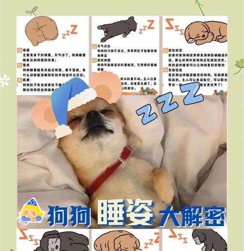 狗狗睡眠需要多久？（揭秘狗狗睡觉的秘密，让你的宠物健康快乐）(图1)