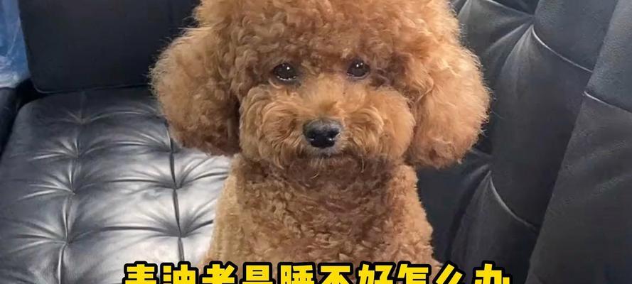 狗狗睡眠需要多久？（揭秘狗狗睡觉的秘密，让你的宠物健康快乐）(图2)