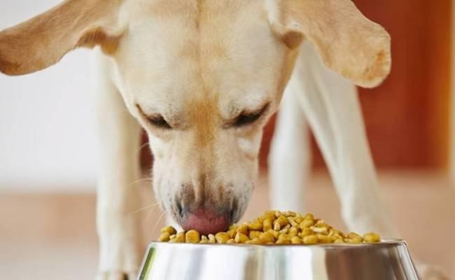 哈士奇的健康饮食指南（了解哈士奇能吃哪些食物，避免它们不能吃的食物）(图3)