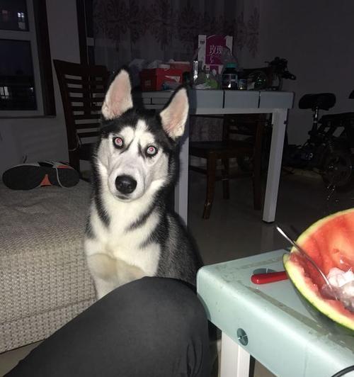 哈士奇的健康饮食指南（了解哈士奇能吃哪些食物，避免它们不能吃的食物）(图1)