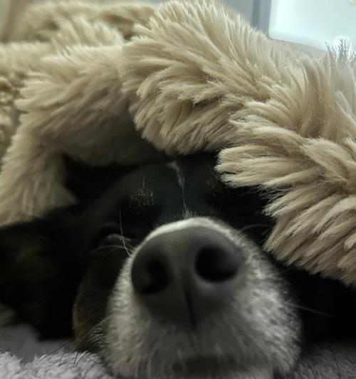 狗狗睡眠需要多久？（揭秘狗狗睡觉的秘密，让你的宠物健康快乐）(图3)