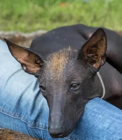 探讨不掉毛大型犬的特征和养护方法(图3)