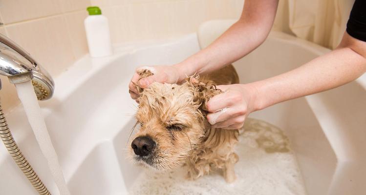 小狗伤口处理与洗澡的正确时间（小狗伤口恢复需要注意的时间和方式）(图3)