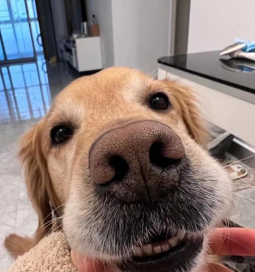 金毛犬的寿命及关键因素（了解金毛犬寿命的关键要素，让它们健康长寿）(图1)