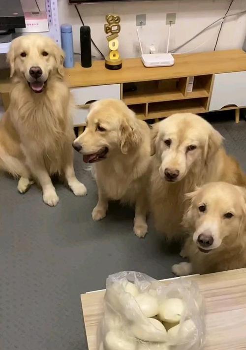 金毛犬的寿命及关键因素（了解金毛犬寿命的关键要素，让它们健康长寿）(图2)