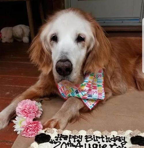 金毛犬的寿命及关键因素（了解金毛犬寿命的关键要素，让它们健康长寿）(图3)