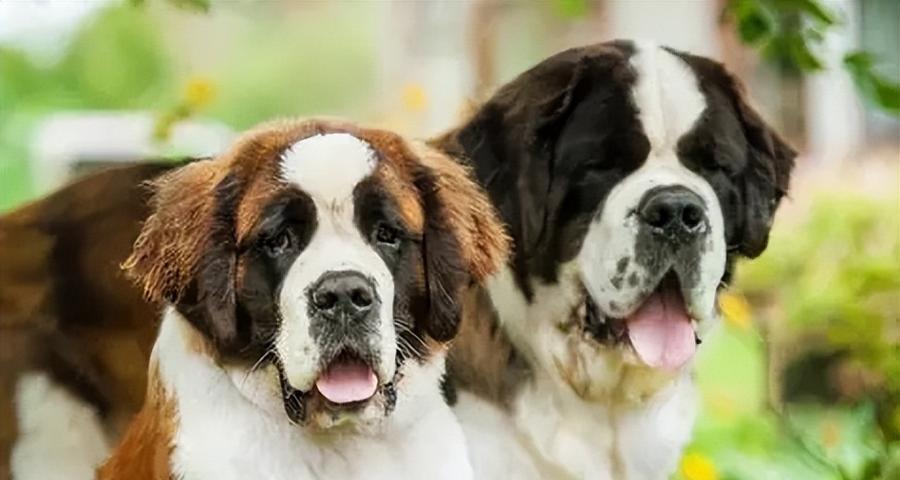 探讨不掉毛大型犬的特征和养护方法(图1)