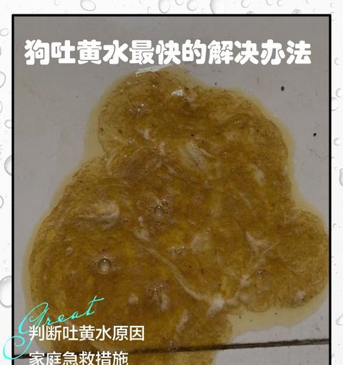 狗吐黄水应该吃什么药？（肠胃问题可能引起狗吐黄水，但需要咨询兽医确认）(图3)