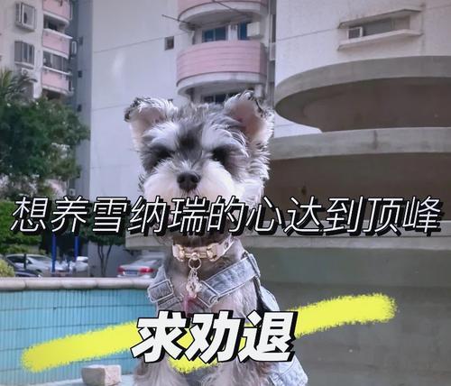 饲养雪纳瑞的要点与注意事项（雪纳瑞饲养必备知识与经验分享）(图3)